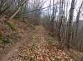 Dans la forêt de châtaigniers