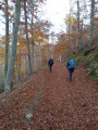 Dans la forêt de hêtres