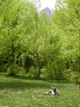Dans la forêt de Lazerque