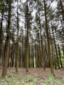 Dans la forêt de sapins