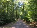 Dans la forêt du Banney