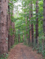 In the dune forest