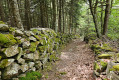 Dans la for&ecirc;t sous la Tortue