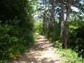 Dans la forêt