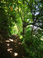Dans la forêt Dans la forêt