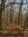 dans la forêt dans la forêt