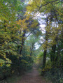 Dans la forêt