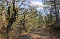 Dans la forêt Dans la forêt