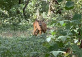 Dans la forêt