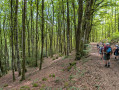 Dans la for&ecirc;t