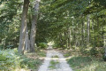 Dans la forêt Dans la forêt