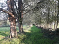 Dans le bocage près du village de Thierville