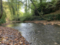 Dans le Bois de Beaufort