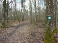 Dans le bois de Languistre, la sente près de la parcelle "10"