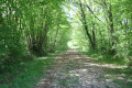 Dans le Bois des Aigauds