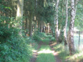 Dans le bois du Val Accard Dans le bois du Val Accard