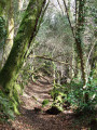 Dans le bois