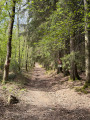 In the woods