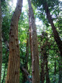 Dans le bois Dans le bois