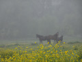 Dans le brouillard