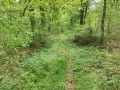 Dans le sous-bois apres Montdidier