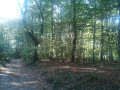 Dans le sous bois