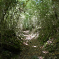 Dans le tunnel de verdure Dans le tunnel de verdure