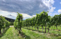 Dans le vignoble
