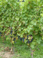 Dans le vinoble Dans le vinoble