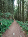 Dans les bois DAROTS