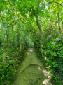 Dans les bois de Vasterival