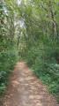 Dans les bois