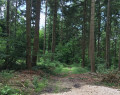 Dans les bois
