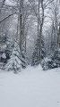 Dans les bois