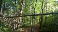 Dans les bois Dans les bois