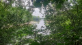 Dans les bois
