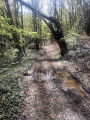 Dans les bois