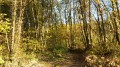 dans les bois