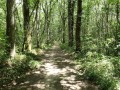 Dans les bois Dans les bois