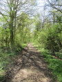 Dans les bois