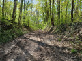 Dans les bois