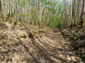 Dans les bois
