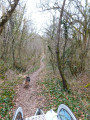 Dans les bois
