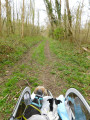 Dans les bois