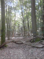 Dans les bois Dans les bois