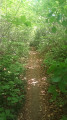 Dans les bois