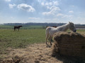Dans les champs