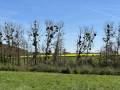Dans les champs