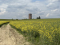 Dans les champs