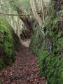 Dans les chemins creux